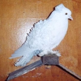 Снимка на гълъб