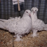 Снимка на гълъб