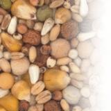 Снимка на гълъб