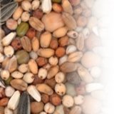 Снимка на гълъб