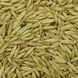 Снимка на гълъб