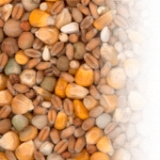 Снимка на гълъб