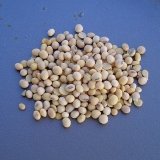 Снимка на гълъб