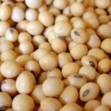 Снимка на гълъб