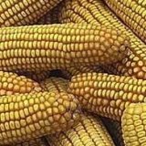 Снимка на гълъб