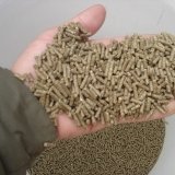 Снимка на гълъб