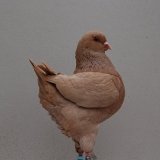 Снимка на гълъб
