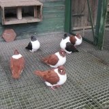 Снимка на гълъб