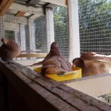 Снимка на гълъб