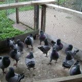 Снимка на гълъб