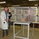 Снимка на гълъб