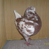 Снимка на гълъб