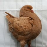 Снимка на гълъб