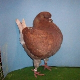 Снимка на гълъб