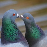 Снимка на гълъб