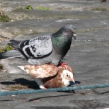 Снимка на гълъб