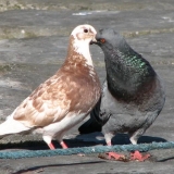 Снимка на гълъб