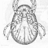 Снимка на гълъб