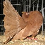 Снимка на гълъб