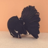 Снимка на гълъб