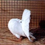 Снимка на гълъб