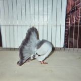 Снимка на гълъб