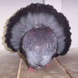 Снимка на гълъб