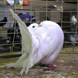 Снимка на гълъб