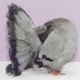 Снимка на гълъб