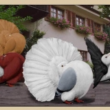 Снимка на гълъб