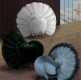 Снимка на гълъб