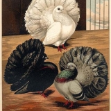 Снимка на гълъб