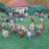 Снимка на гълъб