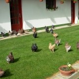 Снимка на гълъб