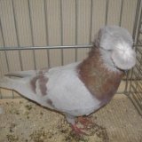 Снимка на гълъб