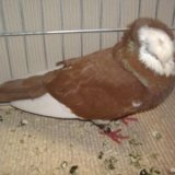 Снимка на гълъб