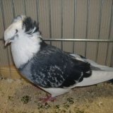 Снимка на гълъб