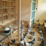 Снимка на гълъб