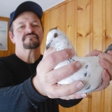 Снимка на гълъб