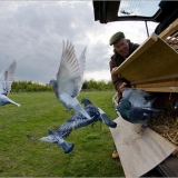 Снимка на гълъб