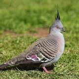 Снимка на гълъб