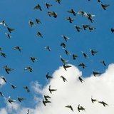 Снимка на гълъб