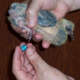 Снимка на гълъб