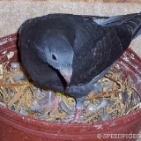 Снимка на гълъб