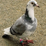 Снимка на гълъб