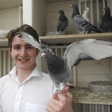 Снимка на гълъб