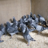 Снимка на гълъб