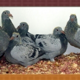 Снимка на гълъб