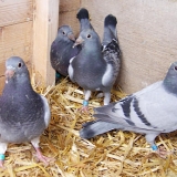 Снимка на гълъб