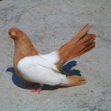Снимка на гълъб